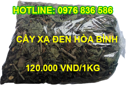 Cây xạ đen hỗ trợ chữa bệnh mụn nhọt, lở ngứa Cây xạ đen hỗ trợ chữa bệnh mụn nhọt, lở ngứa