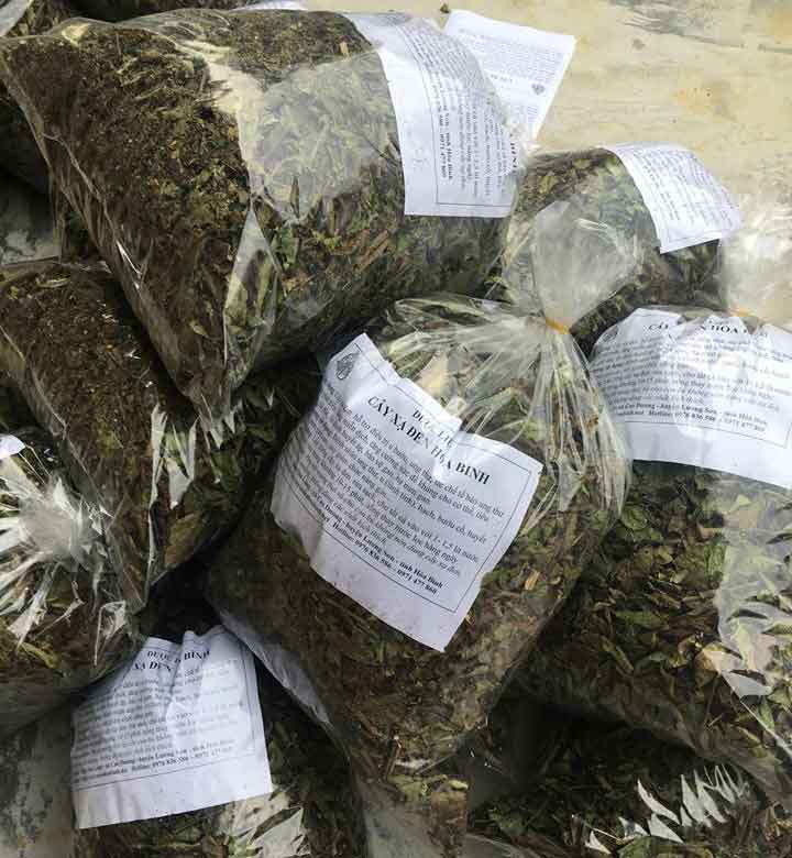 Kỹ thuật trồng cây giống xạ đen Kỹ thuật trồng cây giống xạ đen