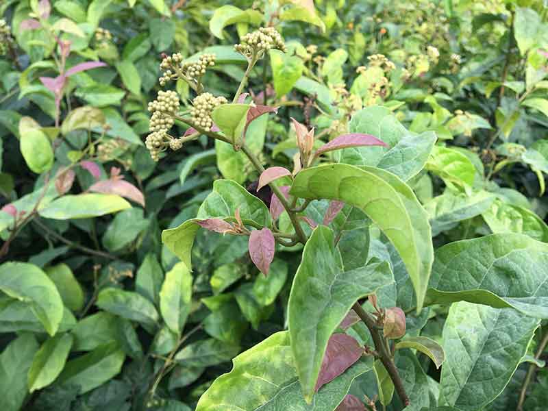 Hình ảnh cây xạ đen Hình ảnh cây xạ đen