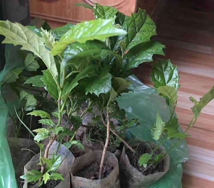Kỹ thuật trồng cây giống xạ đen Kỹ thuật trồng cây giống xạ đen
