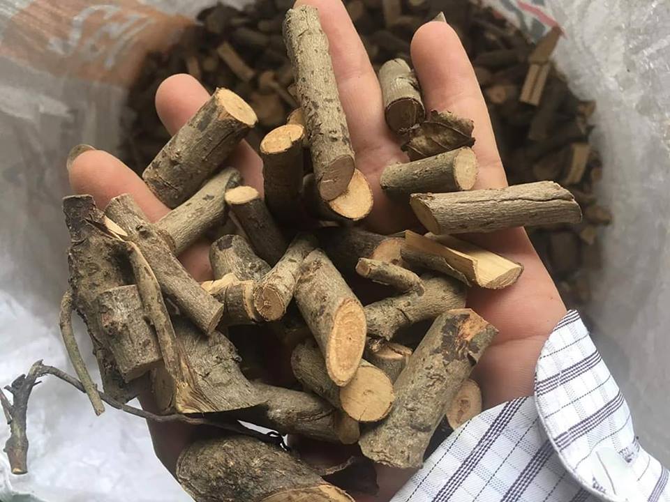 Bị nhân xơ tử cung uống xạ đen được không?