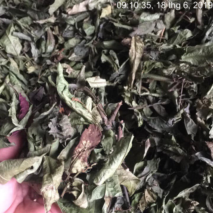 Bị U Vú dùng cây xạ đen như thế nào?