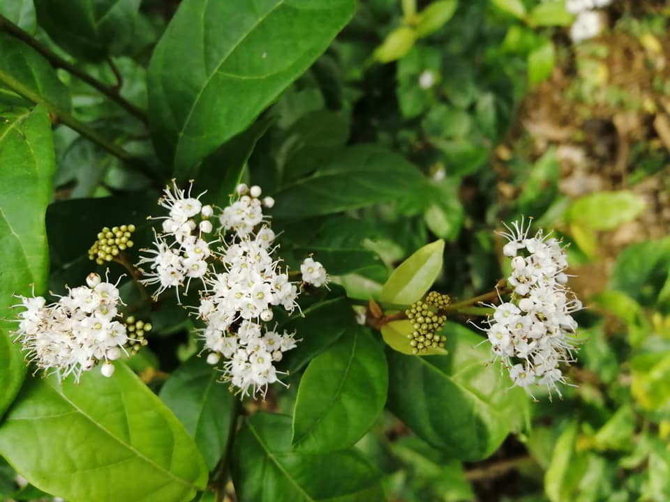 Mới phẩu thuật xong có uống được nước cây xạ đen không Mới phẩu thuật xong có uống được nước cây xạ đen không
