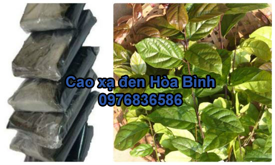 Mua cao xạ đen ở đâu tốt nhất
