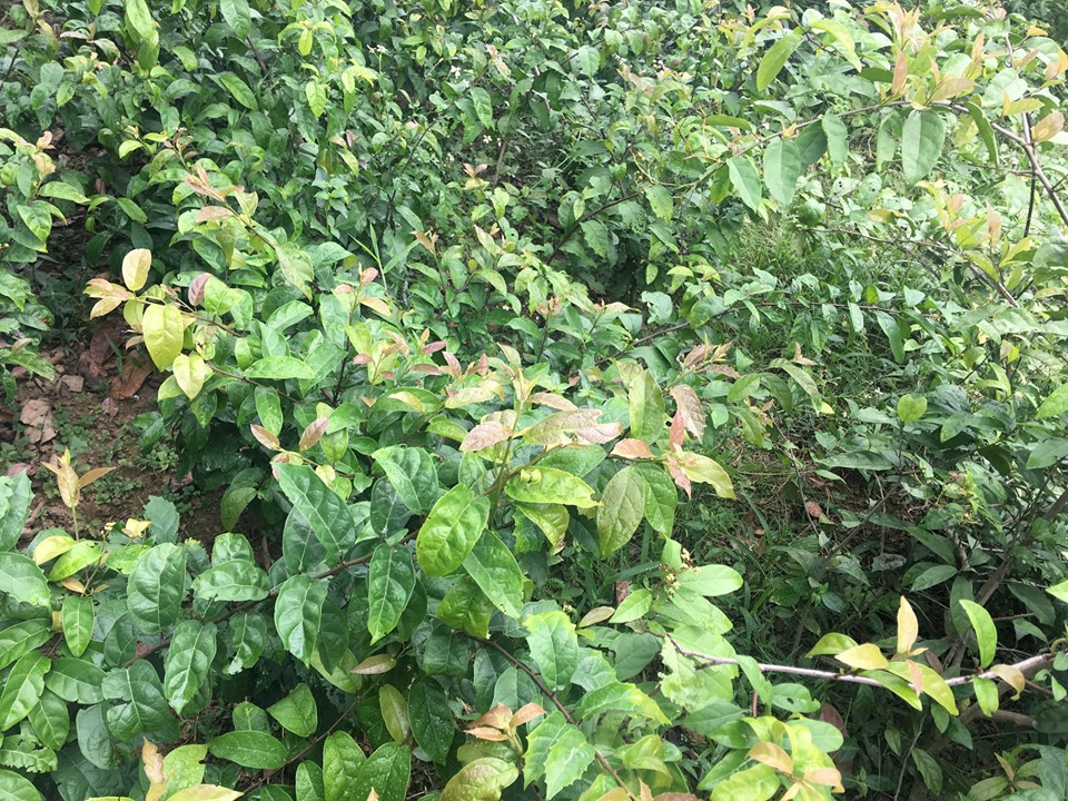 Ngồn gốc cây xạ đen Ngồn gốc cây xạ đen
