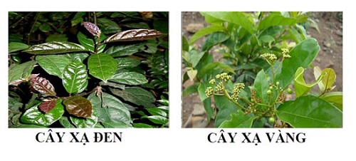 Phân biệt cây xạ đen xạ vàng Phân biệt cây xạ đen xạ vàng