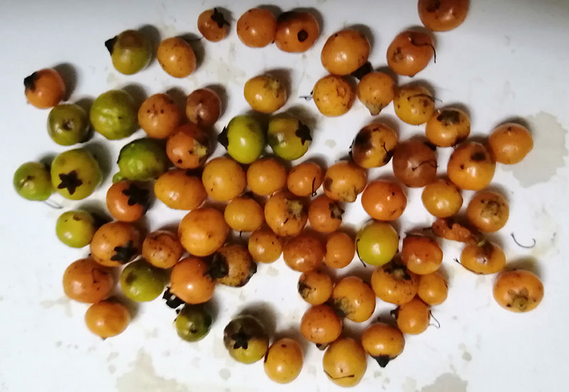 Quả xạ đen chín Quả xạ đen chín