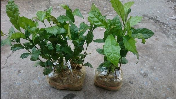 Bán cây giống xạ đen Hòa Bình