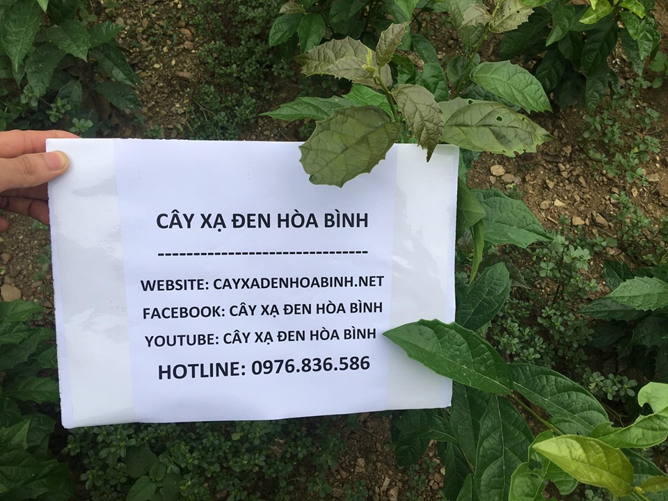 Cây xạ đen có cây nếp hoặc cây tẻ không?
