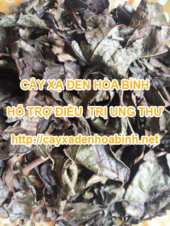 cây xạ đen hỗ trợ chữa giảm đau tăng sức đề kháng cây xạ đen hỗ trợ chữa giảm đau tăng sức đề kháng