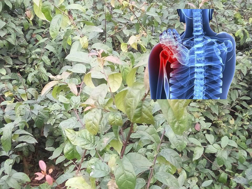 Cây xạ đen hỗ trợ điều trị bệnh ung thư xương