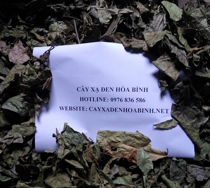 Cây xạ đen hỗ trợ điều trị u, ung thư thận hiệu quả