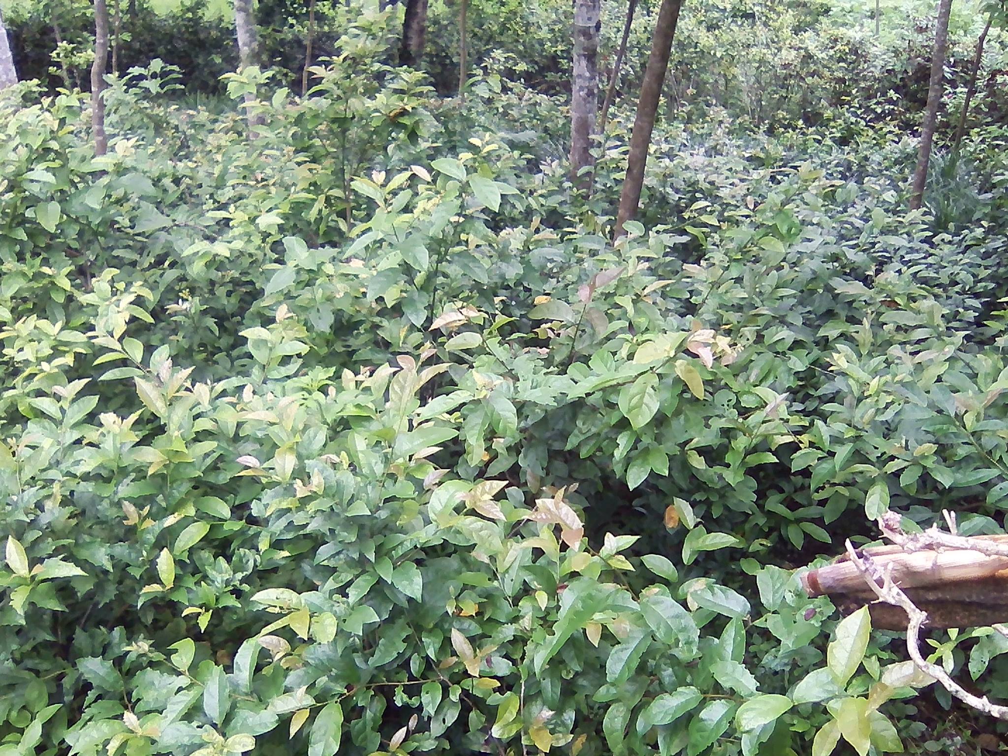 Mua bán cây xạ đen tại Hải Dương