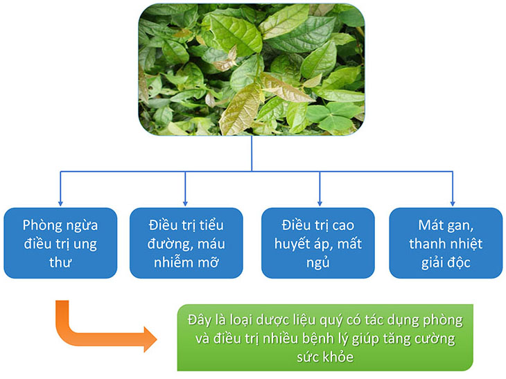 Kết hợp giữa xạ đen, trinh nữ hoàng cung hỗ trợ điều trị ung thư