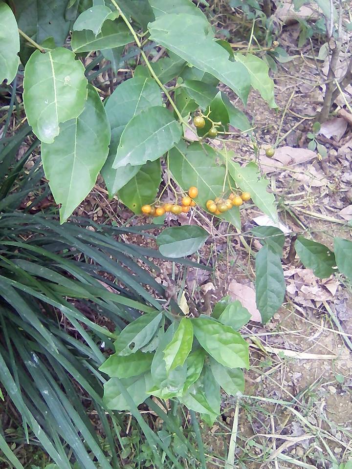 Hình ảnh cây xạ đen
