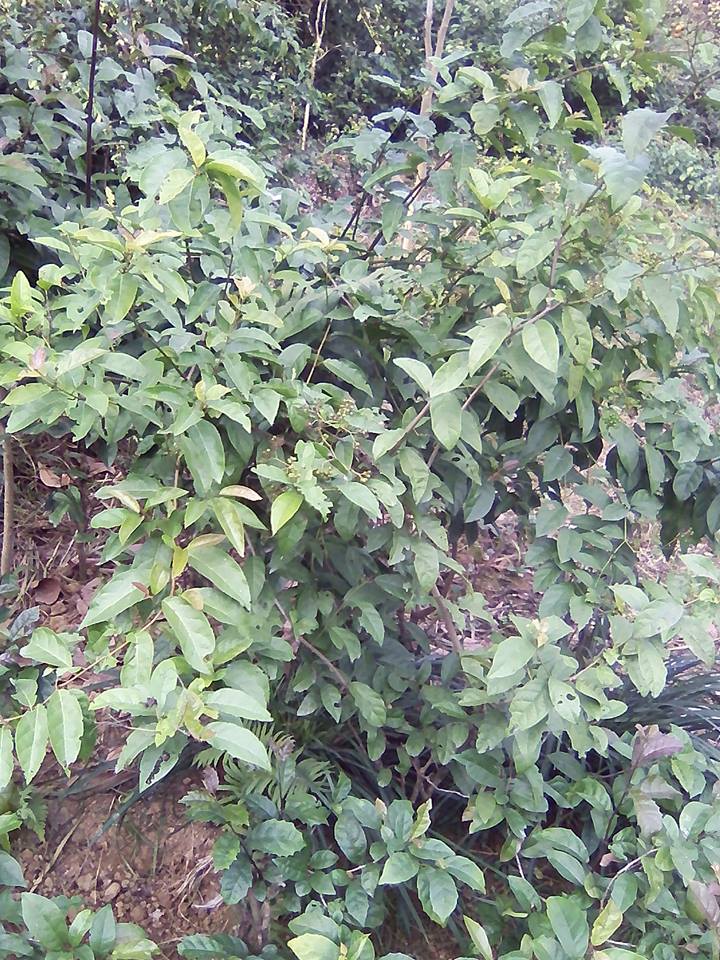 Hình ảnh cây xạ đen