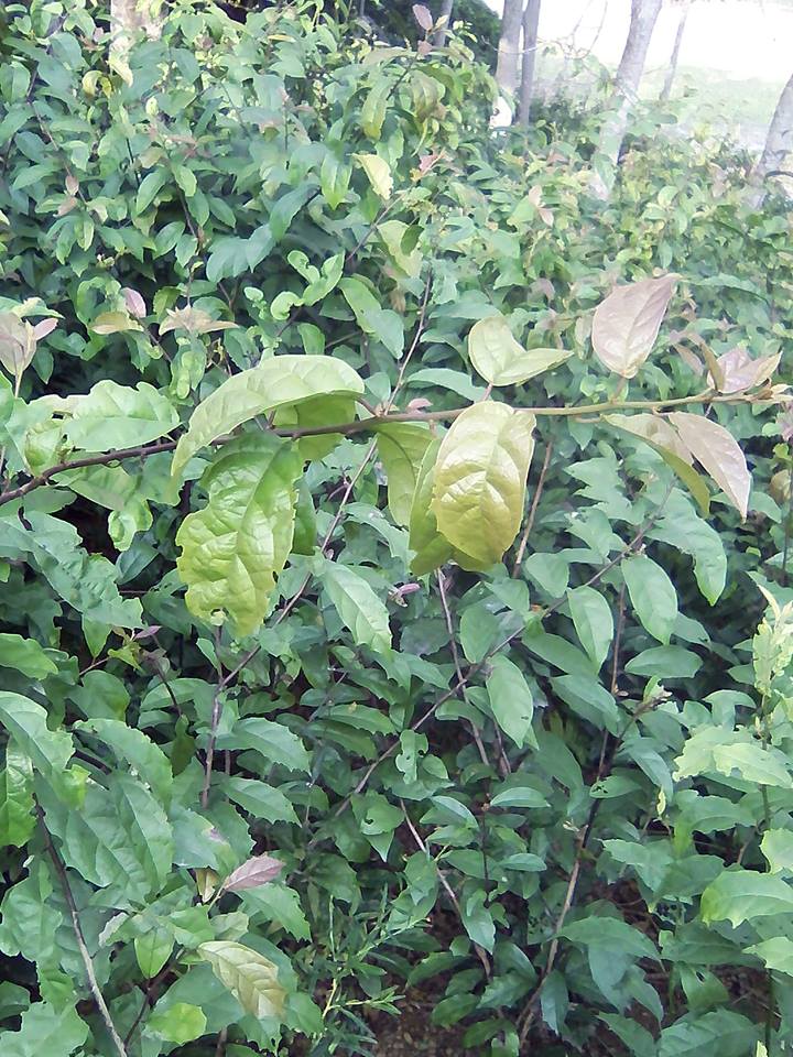 Hình ảnh cây xạ đen