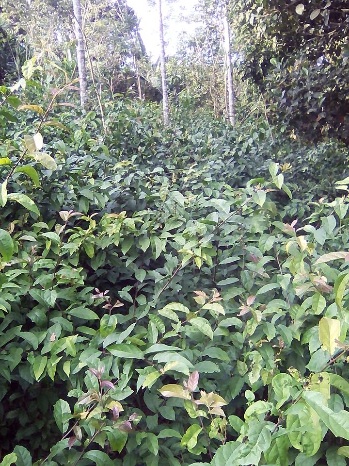 Hình ảnh cây xạ đen Hòa Bình
