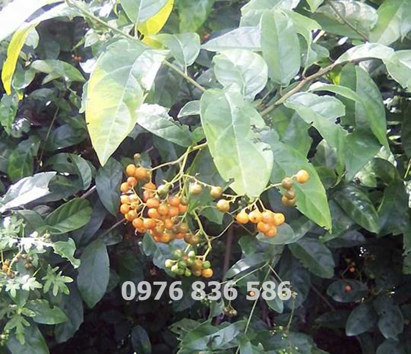 Vườn Cây Xạ Đen chính gốc Hòa Bình