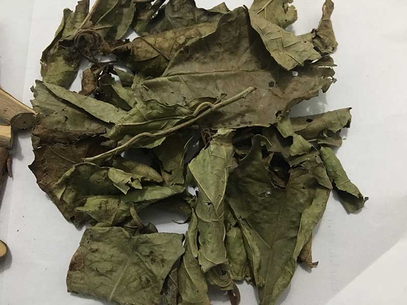 Lá cây xạ đen Lá cây xạ đen
