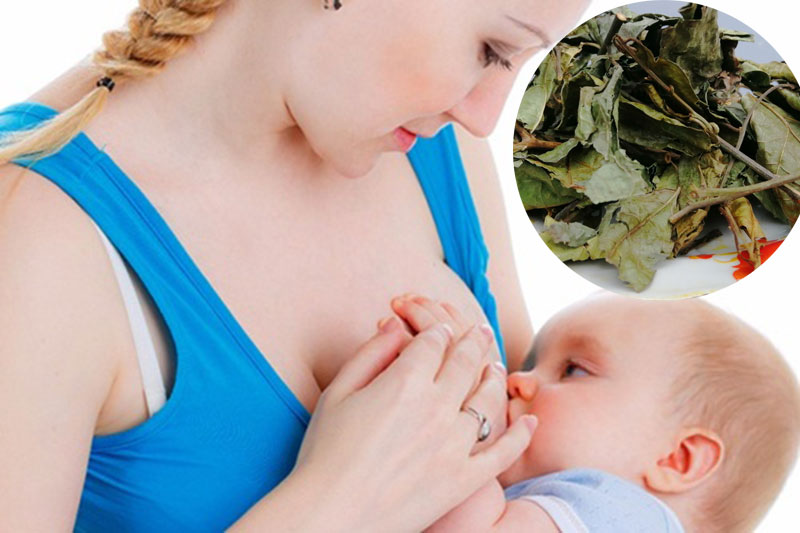 Cây xạ đen có lợi sữa không Cây xạ đen có lợi sữa không