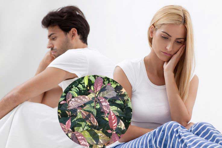 Cây xạ đen có ảnh hưởng đến tinh trùng không Cây xạ đen có ảnh hưởng đến tinh trùng không