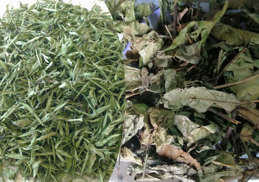 Kết hợp cây xạ đen với cây cỏ ngọt Kết hợp cây xạ đen với cây cỏ ngọt