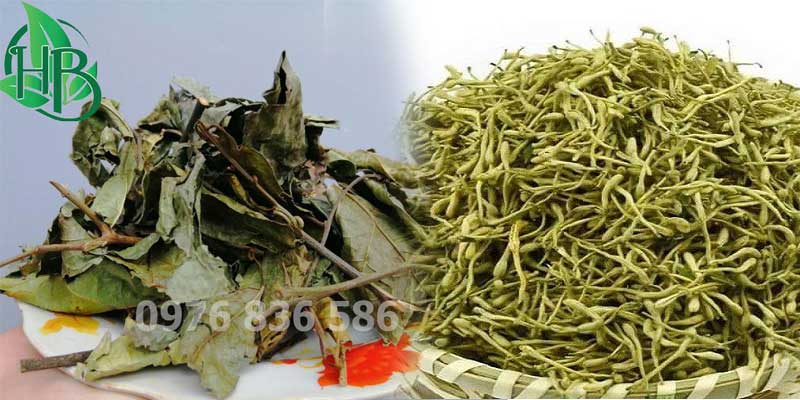 Cây xạ đen giúp thông kinh, lợi tiểu, giải nhiệt Cây xạ đen giúp thông kinh, lợi tiểu, giải nhiệt