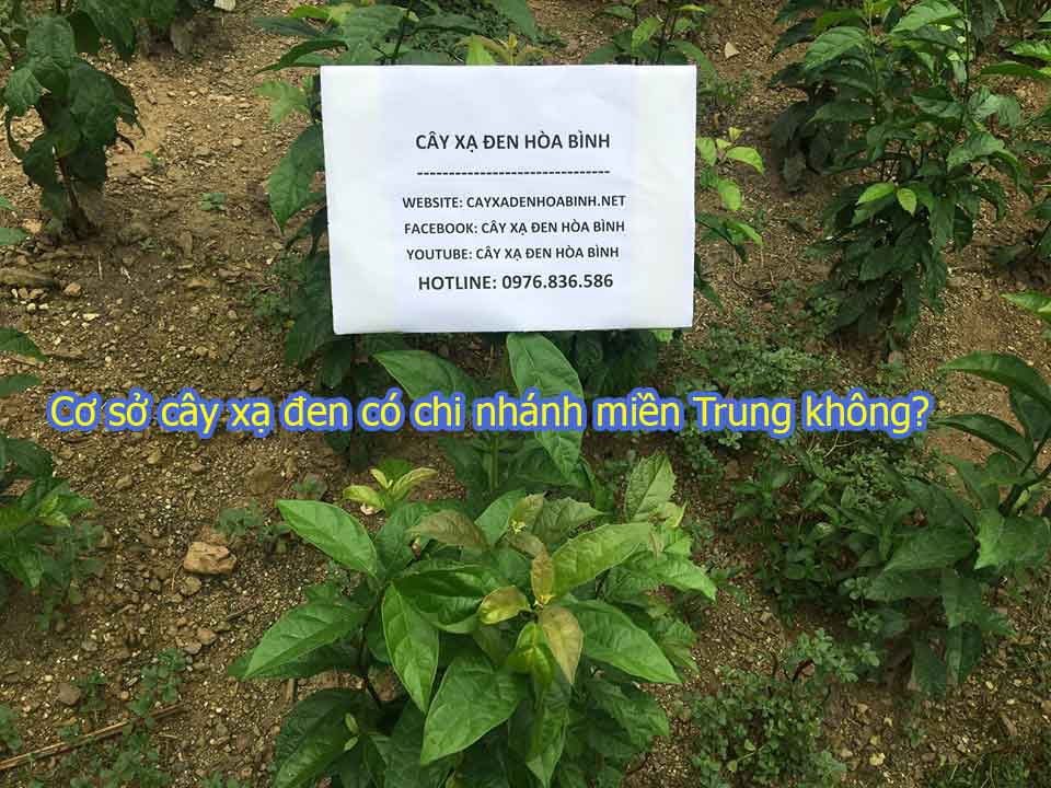 Cơ sở cây xạ đen có chi nhánh miền Trung không?