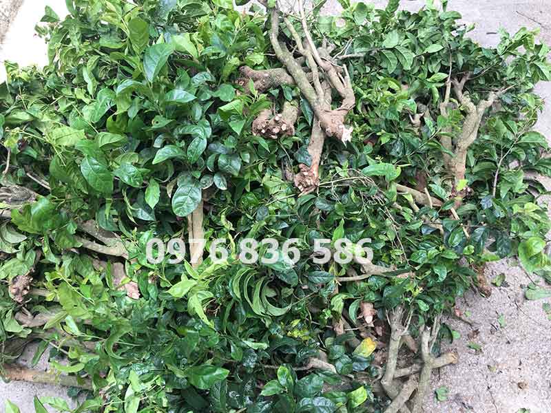 Tôi bị bệnh bạch cầu có dùng được cây xạ đen không Tôi bị bệnh bạch cầu có dùng được cây xạ đen không