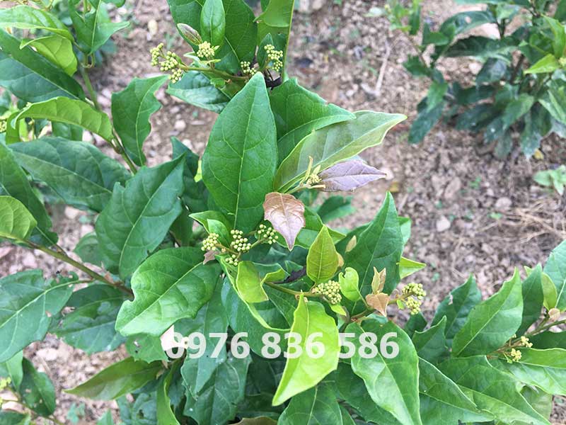 Cây xạ đen hỗ trợ điều trị u nang thận Cây xạ đen hỗ trợ điều trị u nang thận