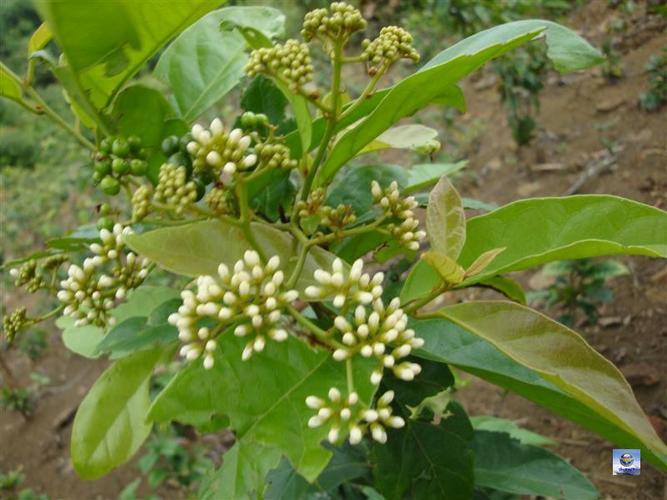 giới thiệu cây xạ đen Hòa Bình
