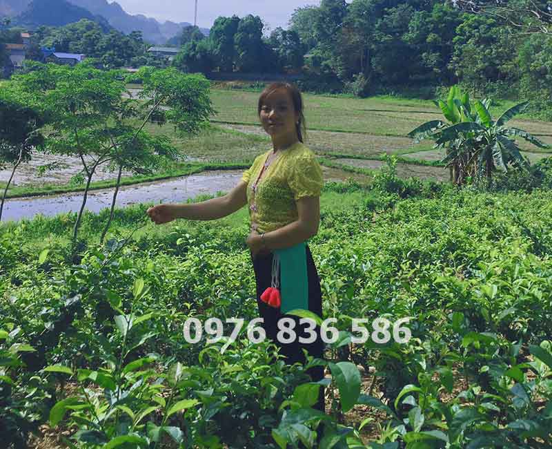 Cơ sở cây xạ đen Hòa Bình Cơ sở cây xạ đen Hòa Bình