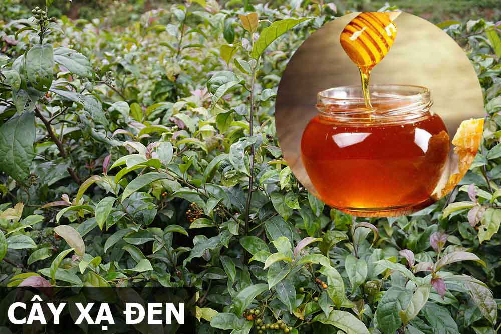 Kết hợp uống cây xạ đen với mật ong được không Kết hợp uống cây xạ đen với mật ong được không