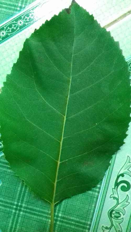 Hình ảnh dưới đây có phải cây xạ đen Hòa Bình không? View 1