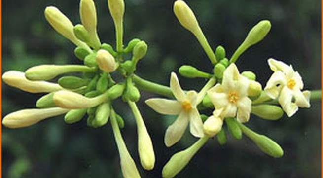 Hoa đu đủ đực