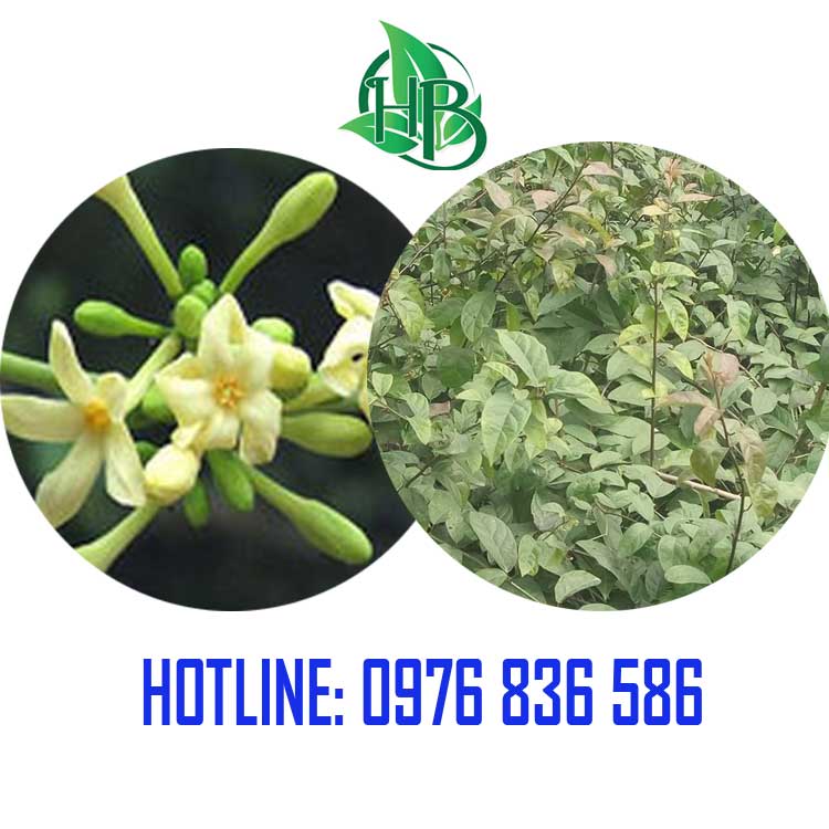 Kết hợp Cây Xạ Đen và Hoa Đu Đủ đực Kết hợp Cây Xạ Đen và Hoa Đu Đủ đực