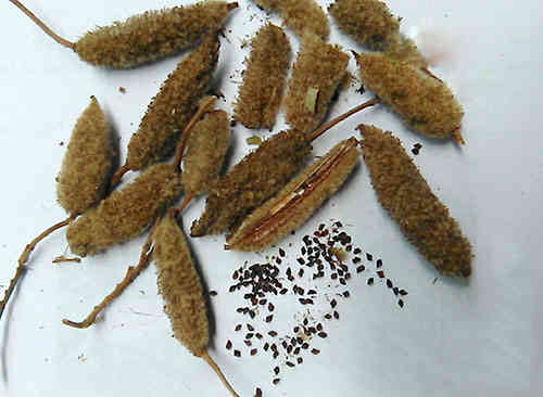Kỹ thuật ươm hạt giống cây an xoa Kỹ thuật ươm hạt giống cây an xoa