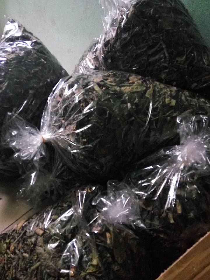 Mua bán cây xạ đen tại Bắc Ninh