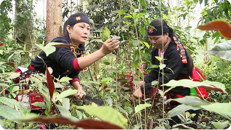 Sỉ lẻ cây xạ đen ở đà nẵng