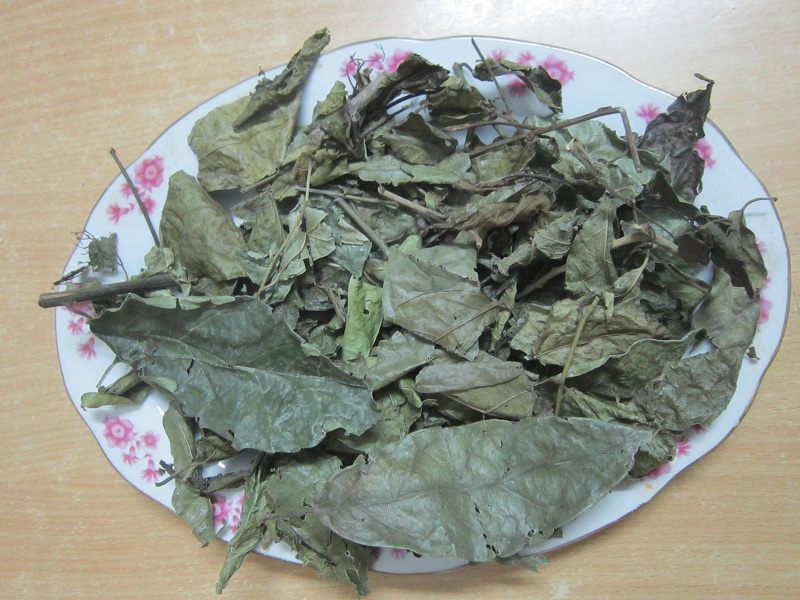 Mua bán cây xạ đen tại Phú Thọ