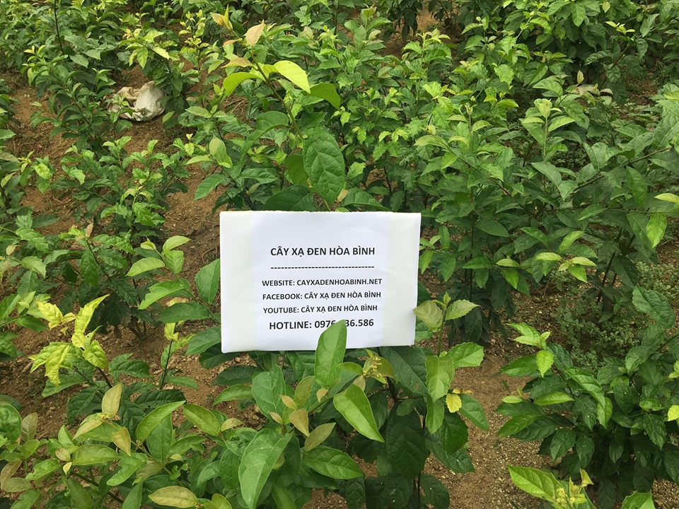 Mua cây xạ đen giá 1,5 triệu đồng có đắt không?