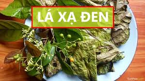 Uống cây xạ đen có tác hại gì Uống cây xạ đen có tác hại gì