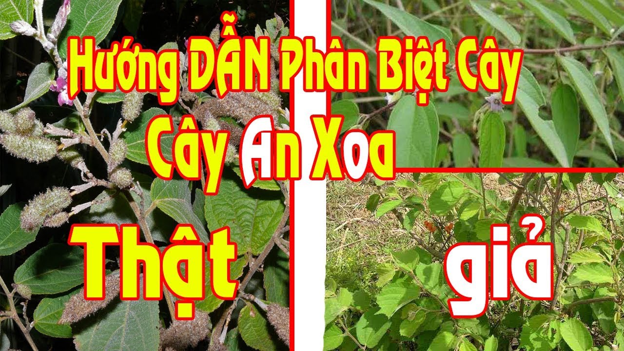Phân biệt cây an xoa thật và giả Phân biệt cây an xoa thật và giả