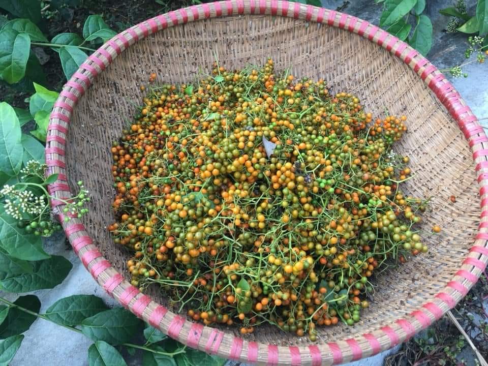 Quả xạ đen Quả xạ đen