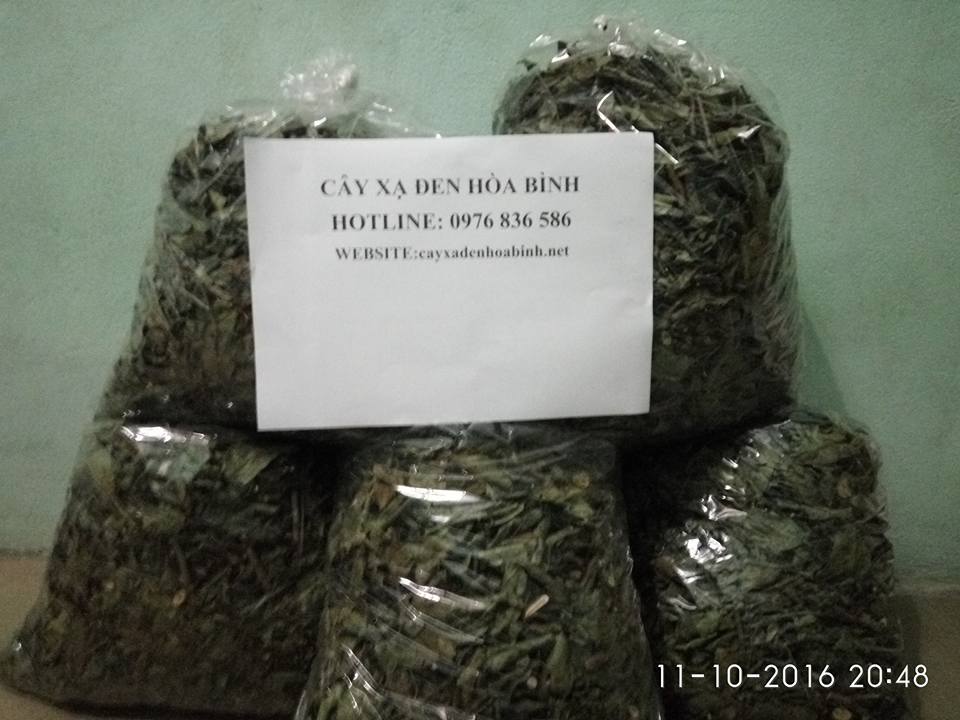Cây xạ đen hỗ trợ chữa viêm loét dạ dày Cây xạ đen hỗ trợ chữa viêm loét dạ dày