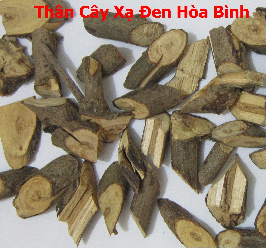 cây xạ đen hỗ trợ bệnh máu nhiễm mỡ cây xạ đen hỗ trợ bệnh máu nhiễm mỡ
