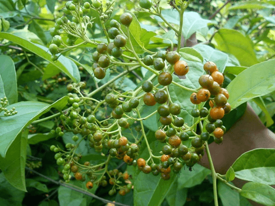 Cây xạ đen hỗ trợ chữa tiểu đường Cây xạ đen hỗ trợ chữa tiểu đường