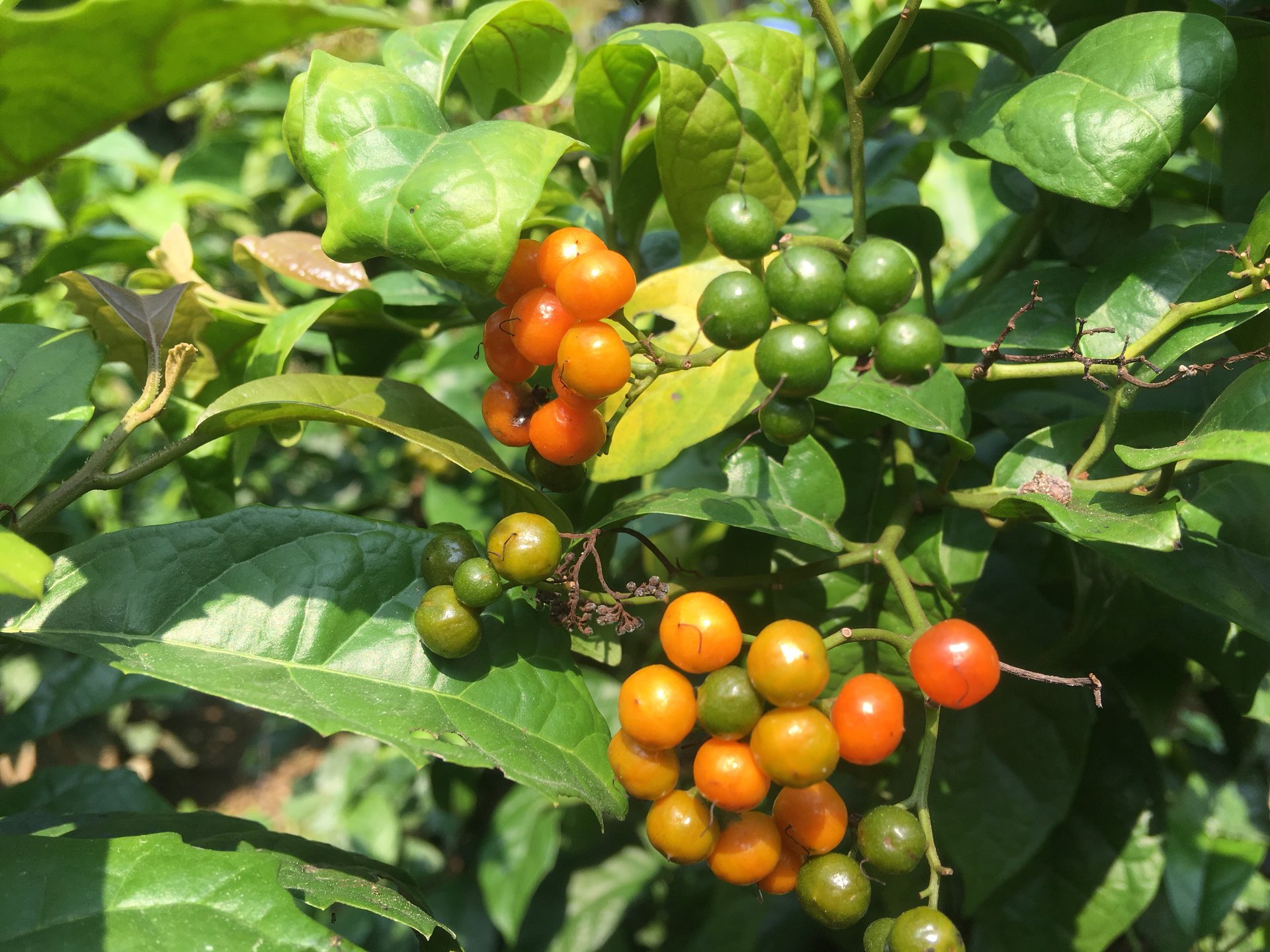 Cây xạ đen có hỗ trợ điều trị ung thư khoang miệng không?