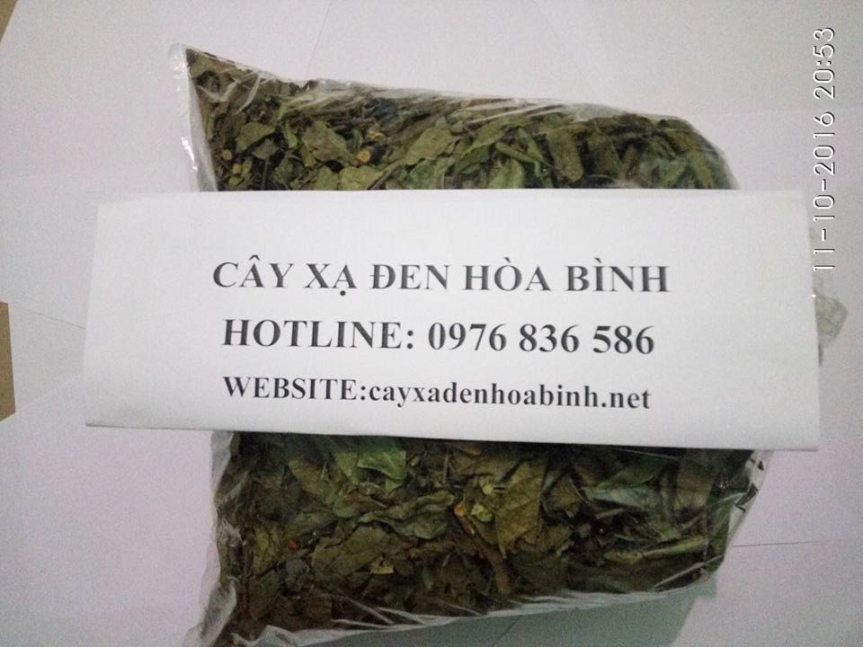 Cây xạ đen hỗ trợ chữa ung thư vú Cây xạ đen hỗ trợ chữa ung thư vú